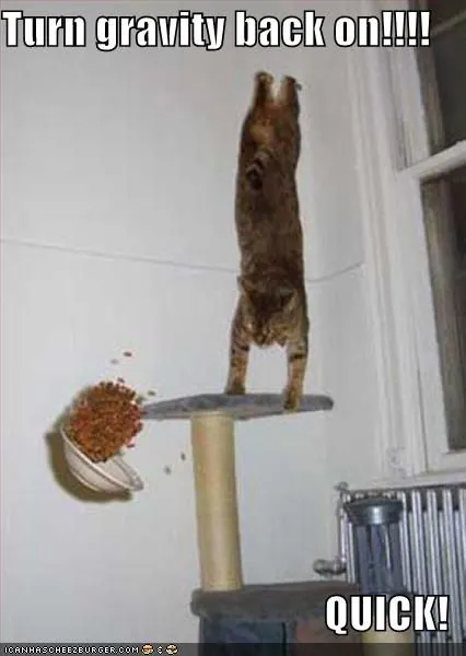 Gravity Cat meme card