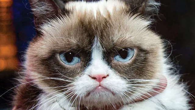 Grumpy Cat meme card