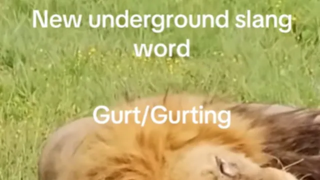 Gurting / Gurt (Slang) meme card