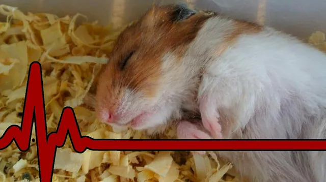 Hamster Death Stories meme card