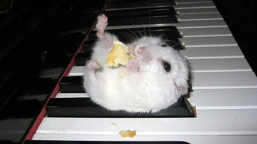 Hamster on a Piano meme card