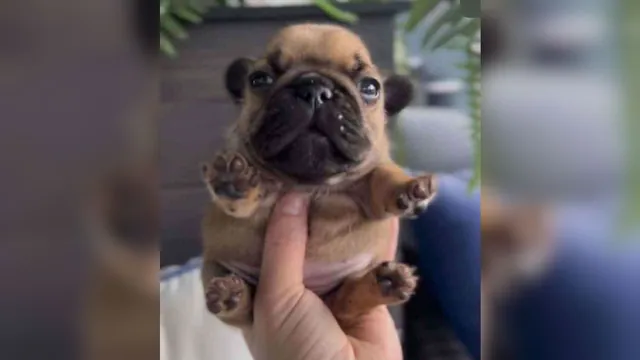Carte meme Handheld Pupper / Geeble