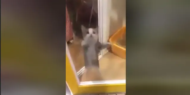 Happy Happy Happy Cat meme card