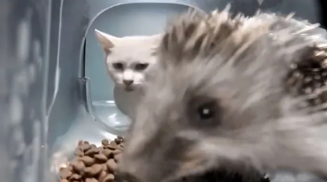 Carte meme Hedgehog Eating Cat Food