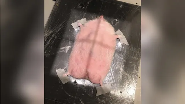Hedgehog Getting an X-Ray meme card