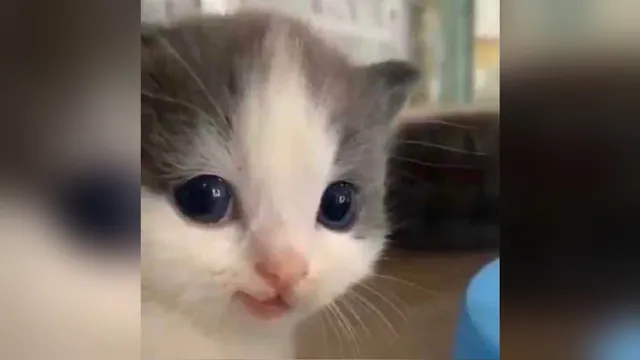 Carte meme Hehe Cat