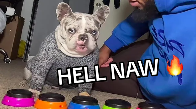 Carte meme « Hell Naw » Dog