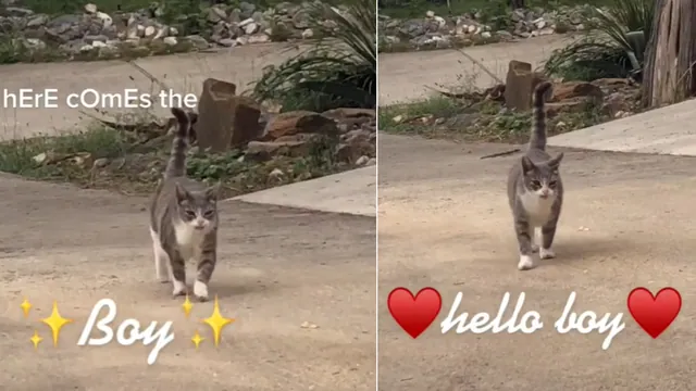 Here Comes The Boy, Hello Boy meme card