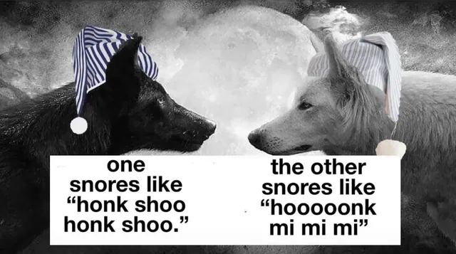 Carte meme Honk Shoo / Honk Mimimi