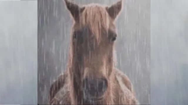 Carte meme Horse in the Rain