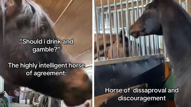 Horse of Absolute Agreement and Understanding meme card