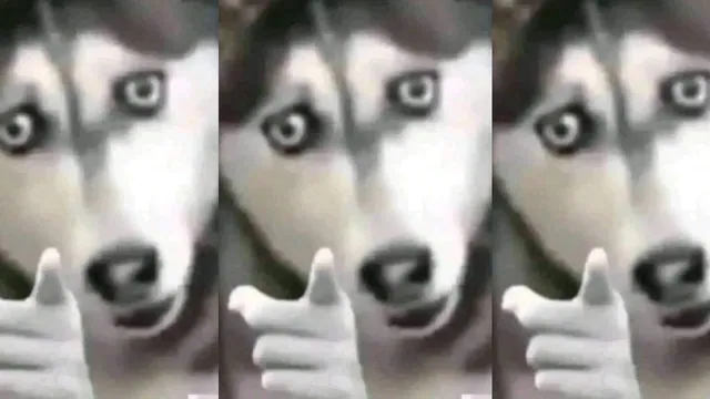 Husky Pointing meme card