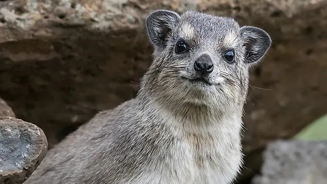Carte meme Hyraxes