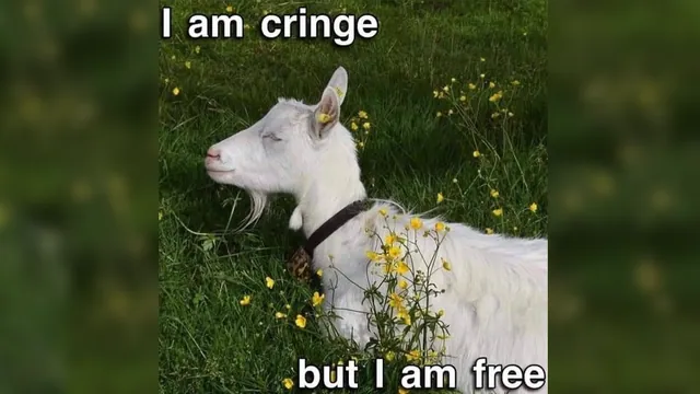 I Am Cringe But I Am Free meme card
