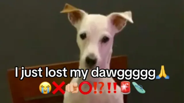 I Just Lost My Dawg meme card