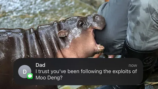I Trust You've Been Following the Exploits of Moo-Deng? meme card