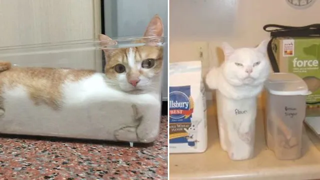 Carte meme If It Fits I Sits
