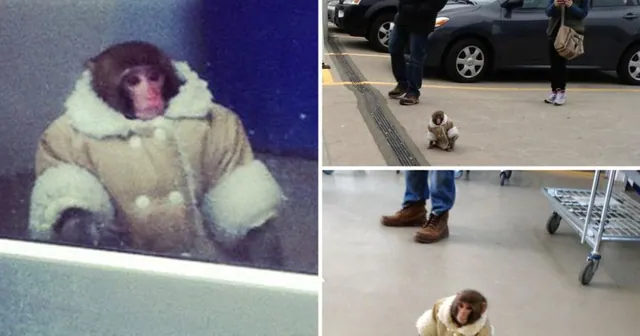 IKEA Monkey meme card