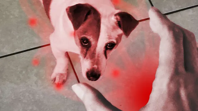 I'm Sucking the Life Energy Out of My Dog meme card