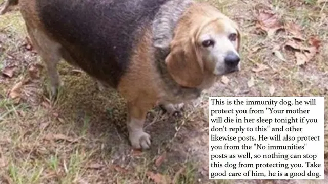 Carte meme Immunity Dog
