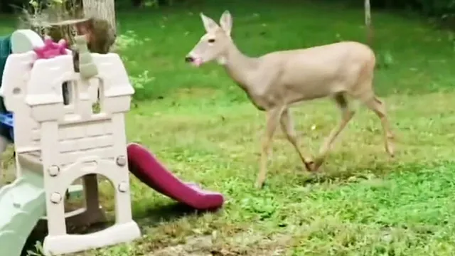 Carte meme In The Deer 2nite