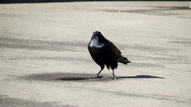 Insanity Crow meme card