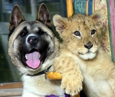 Interspecies Friendship meme card