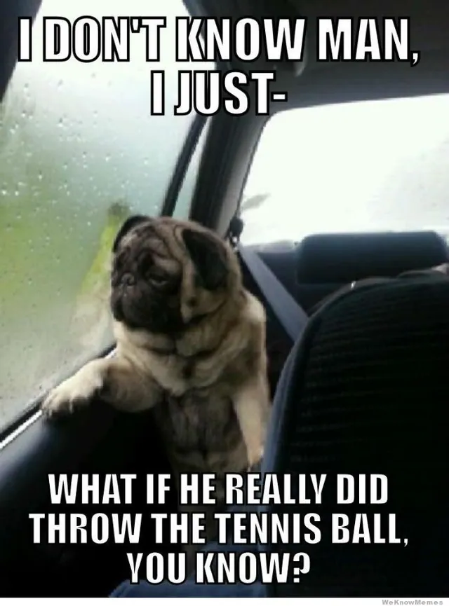 Introspective Pug meme card