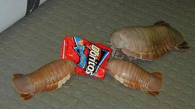 Isopods meme card