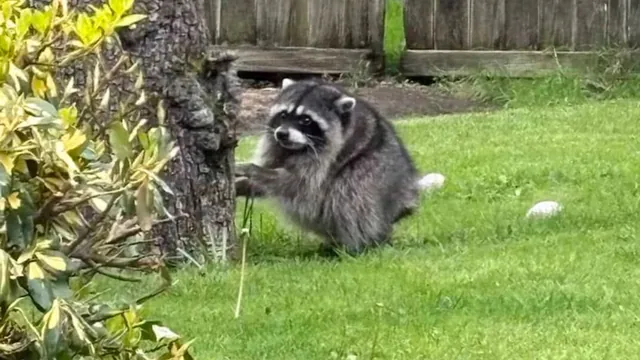 Carte meme Jimothy the Raccoon