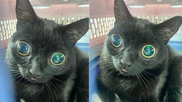 Carte meme Jinx the Cat
