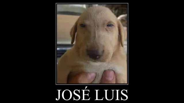 José Luis meme card