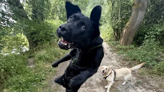 Jumping Dog / Black Lab "Tink" meme card