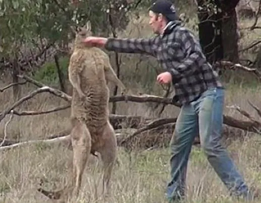 Carte meme Kangaroo Punch Video
