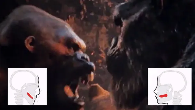 Carte meme King Kong Punching a Gorilla GIF / Kong Mewing