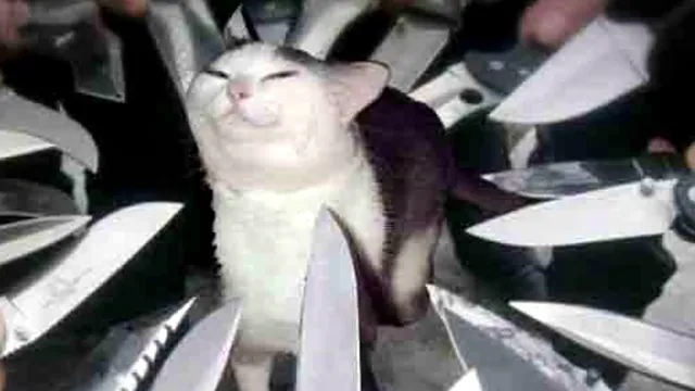 Knife Cat meme card