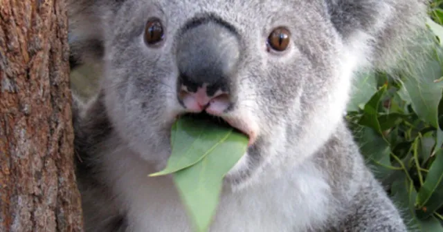 Koala Copypasta meme card