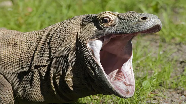 Carte meme KomodoHype