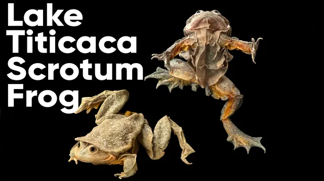 Carte meme Lake Titicaca Scrotum Frog