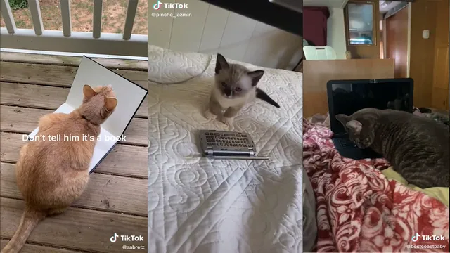 Carte meme Laptop Cat