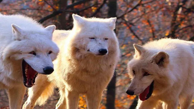 Laughing Wolves meme card