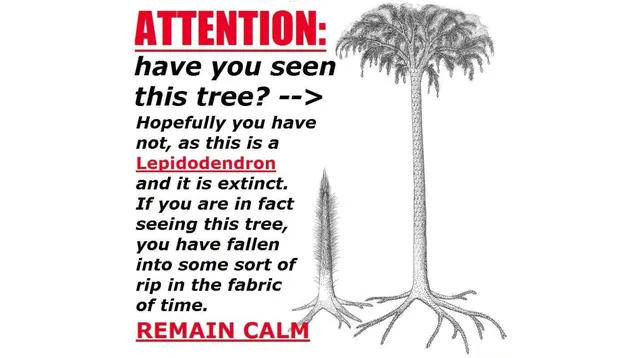 Lepidodendron Tree / Attention: Have You Seen This Tree? meme card