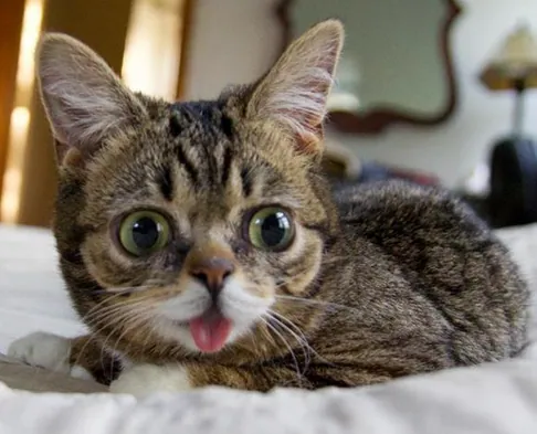 Lil Bub meme card