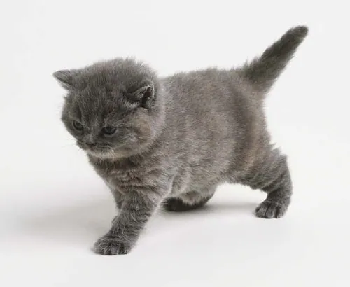 Little Grey Cat meme card