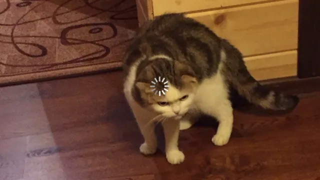 Loading Cat meme card