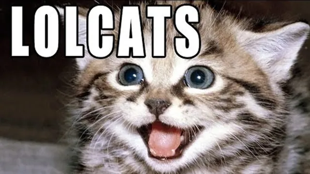 Carte meme LOLcats