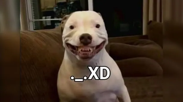 Carte meme Maddy the Pitbull / Perro ._.XD