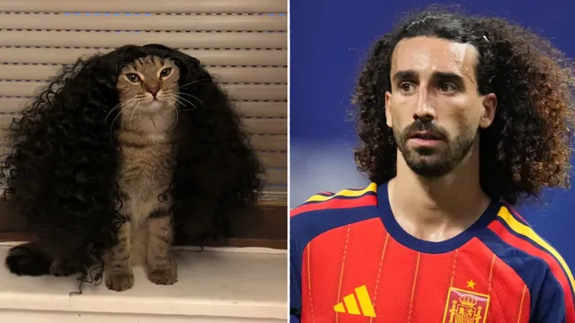 Marc Cucurella Cat meme card