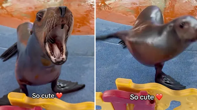 Carte meme Marcus / Xiao Xiao the Sea Lion