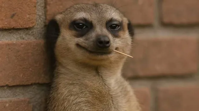 Meerkat With a Toothpick meme card